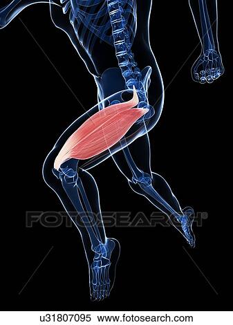 Thigh muscle, artwork View Large Illustration Stock Illustration - Thigh muscle, artwork. Fotosearch