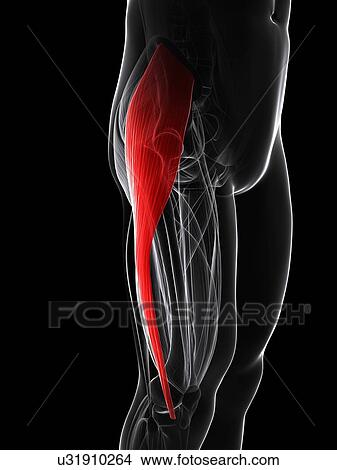 Thigh muscle, artwork View Large Illustration Stock Illustration - Thigh muscle, artwork. Fotosearch