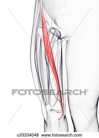 Stock Illustration - Thigh muscle, artwork. Fotosearch