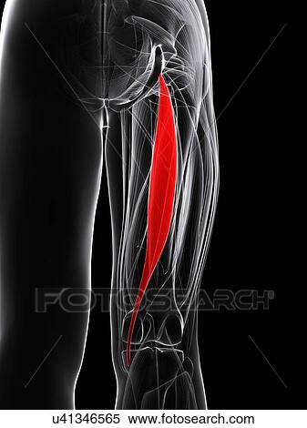 Thigh muscle, artwork View Large Illustration Stock Illustration - Thigh muscle, artwork. Fotosearch