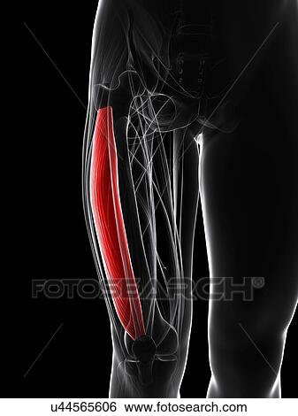Thigh muscle, artwork View Large Illustration Stock Illustration - Thigh muscle, artwork. Fotosearch