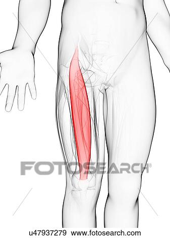Stock Illustration - Thigh muscle, artwork. Fotosearch