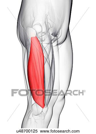 Thigh muscle, artwork View Large Illustration Stock Illustration - Thigh muscle, artwork. Fotosearch