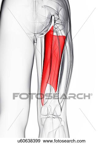 Stock Illustration - Thigh muscle, artwork. Fotosearch
