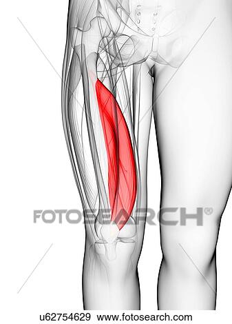 Stock Illustration - Thigh muscle, artwork. Fotosearch