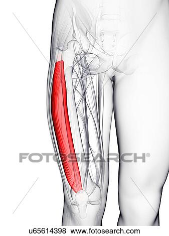 Thigh muscle, artwork View Large Illustration Stock Illustration - Thigh muscle, artwork. Fotosearch