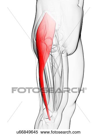 Thigh muscle, artwork View Large Illustration Stock Illustration - Thigh muscle, artwork. Fotosearch