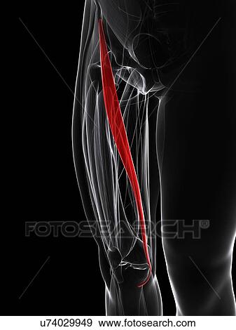 Stock Illustration - Thigh muscle, artwork. Fotosearch