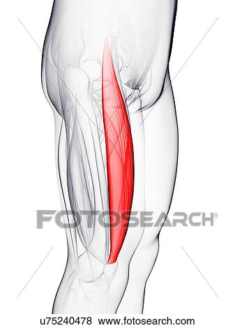 Thigh muscle, artwork View Large Illustration Stock Illustration - Thigh muscle, artwork. Fotosearch