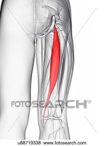 Stock Illustration - Thigh muscle, artwork. Fotosearch