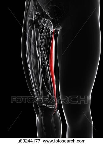 Stock Illustration - Thigh muscle, artwork. Fotosearch