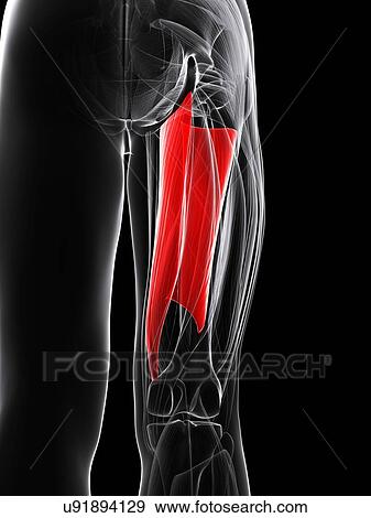 Thigh muscle, artwork View Large Illustration Stock Illustration - Thigh muscle, artwork. Fotosearch