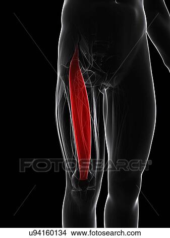 Thigh muscle, artwork View Large Illustration Stock Illustration - Thigh muscle, artwork. Fotosearch