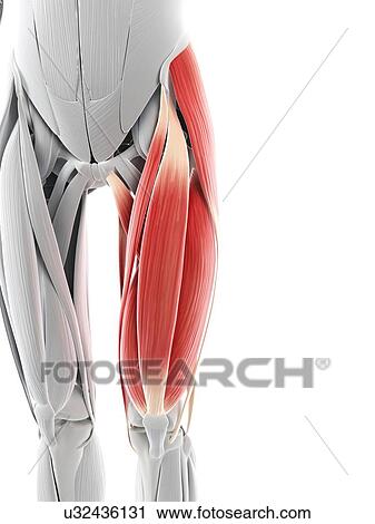 Thigh muscles, artwork View Large Illustration Clip Art - Thigh muscles, artwork. Fotosearch