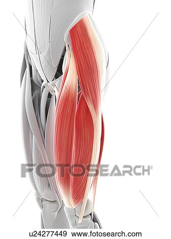 Thigh muscles, artwork View Large Illustration Stock Illustration - Thigh muscles, artwork. Fotosearch