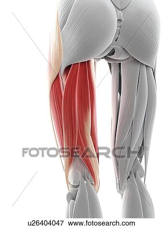 Thigh muscles, artwork Stock Illustration | u26404047 | Fotosearch