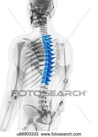 Drawing - Thoracic spine, artwork. Fotosearch