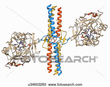 Stock Illustration - Thrombin complexed with fibrinogen. Fotosearch