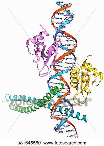 Clipart - Transcription activation of IFN-beta gene. Fotosearch