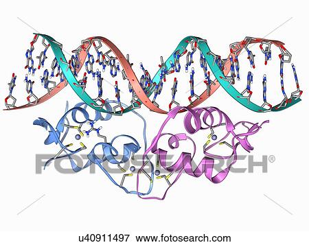 Transcription factor and DNA molecule View Large Illustration Stock Illustration - Transcription factor and DNA molecule. Fotosearch