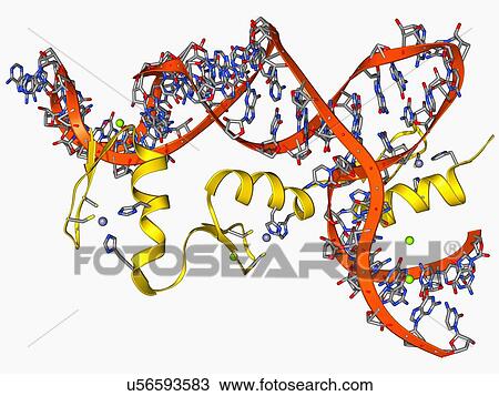 Transcription factor and ribosomal RNA View Large Illustration Drawing - Transcription factor and ribosomal RNA. Fotosearch