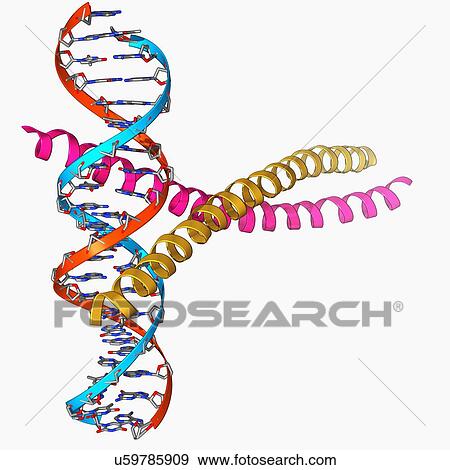 Transcription factor complexed with DNA View Large Illustration Stock Illustration - Transcription factor complexed with DNA. Fotosearch
