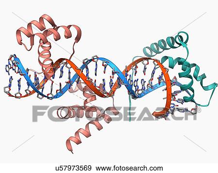 Transcription factors bound to DNA View Large Illustration Stock Illustration - Transcription factors bound to DNA. Fotosearch