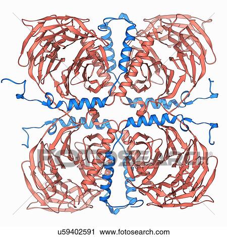 Transducin protein beta-gamma complex View Large Illustration Clip Art - Transducin protein beta-gamma complex. Fotosearch