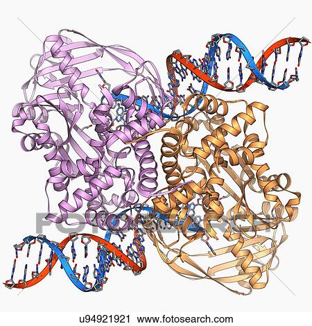 Transposase enzyme and DNA complex View Large Illustration Clip Art - Transposase enzyme and DNA complex. Fotosearch