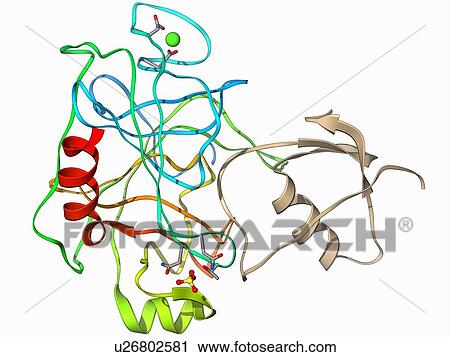 Clip Art - Trypsinogen molecule with inhibitor. Fotosearch
