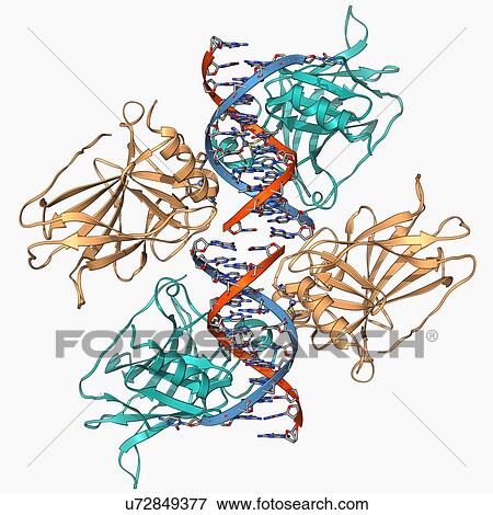 Stock Illustration - Tumour suppressor protein with DNA. Fotosearch