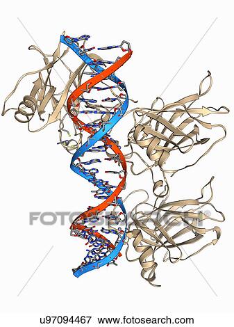 Tumour suppressor protein with DNA View Large Illustration Stock Illustration - Tumour suppressor protein with DNA. Fotosearch