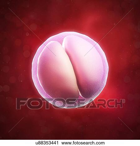Two-cell embryo, artwork View Large Illustration Clip Art - Two-cell embryo, artwork. Fotosearch