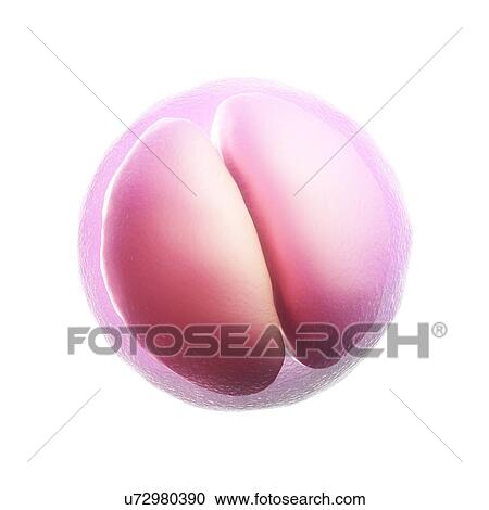 Clipart - Two-cell embryo, artwork. Fotosearch