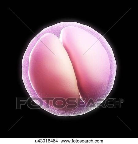 Stock Illustration - Two-cell embryo, artwork. Fotosearch
