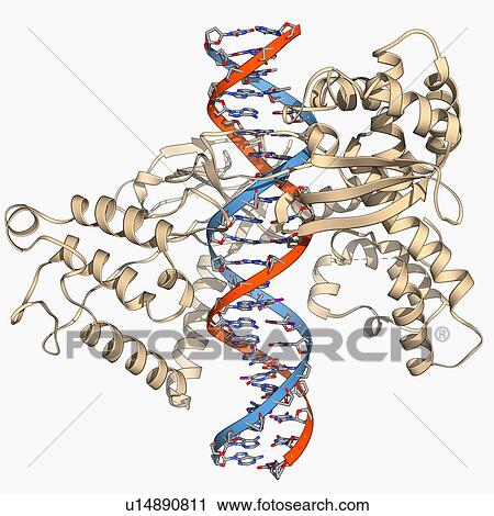 Type I topoisomerase bound to DNA View Large Illustration Clip Art - Type I topoisomerase bound to DNA. Fotosearch