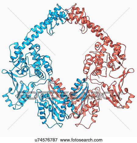 Stock Illustration - Type II topoisomerase molecule. Fotosearch