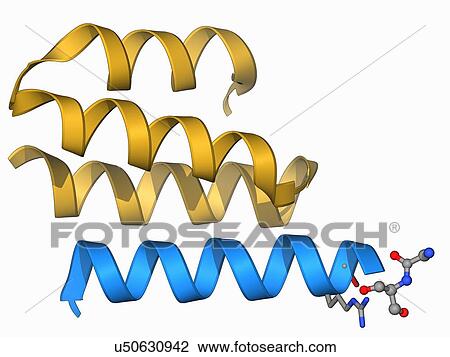 Drawing - Type IV collagen, molecular model. Fotosearch