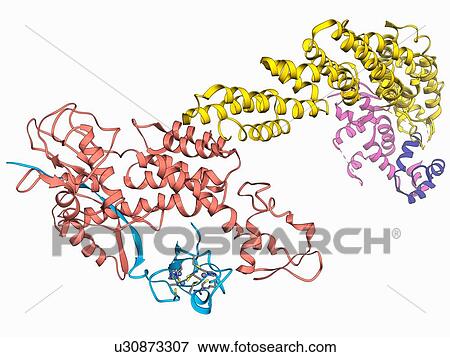 Ubiquitin ligase molecule View Large Illustration Stock Illustration - Ubiquitin ligase molecule. Fotosearch