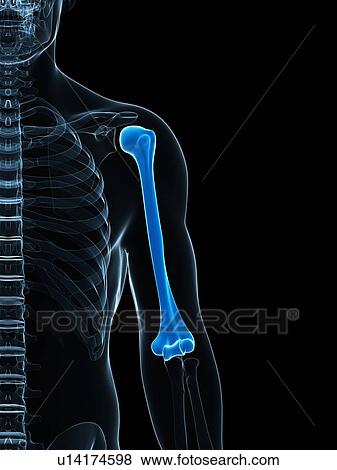 Upper arm bone, artwork View Large Illustration Stock Illustration - Upper arm bone, artwork. Fotosearch