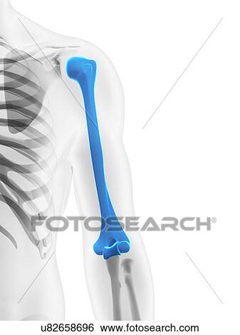 Stock Illustration - Upper arm bone, artwork. Fotosearch