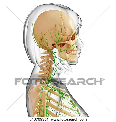 Upper body anatomy, artwork View Large Illustration Clip Art - Upper body anatomy, artwork. Fotosearch