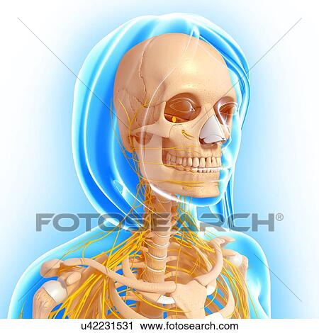 Upper body anatomy, artwork View Large Illustration Clip Art - Upper body anatomy, artwork. Fotosearch