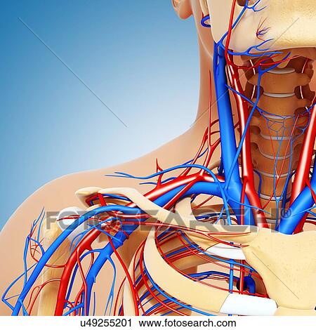 Clip Art - Upper body anatomy, artwork. Fotosearch