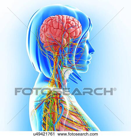 Upper body anatomy, artwork View Large Illustration Clip Art - Upper body anatomy, artwork. Fotosearch
