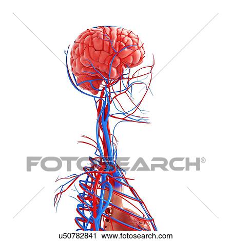 Upper body anatomy, artwork View Large Illustration Clip Art - Upper body anatomy, artwork. Fotosearch