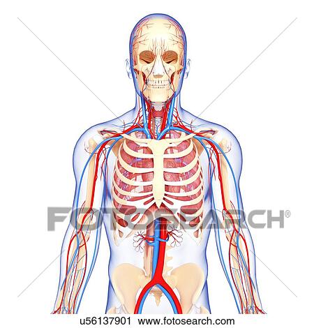 Upper Body Anatomy Artwork Clip Art U56137901 Fotosearch