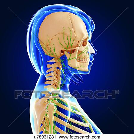 Upper body anatomy, artwork View Large Illustration Clip Art - Upper body anatomy, artwork. Fotosearch