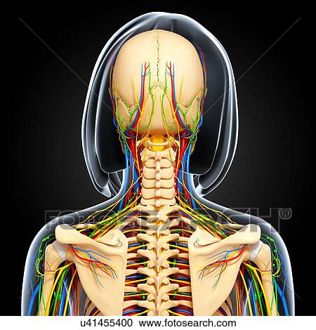 Clipart - Upper body anatomy, artwork. Fotosearch