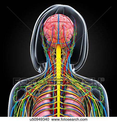 Upper body anatomy, artwork View Large Illustration Clipart - Upper body anatomy, artwork. Fotosearch